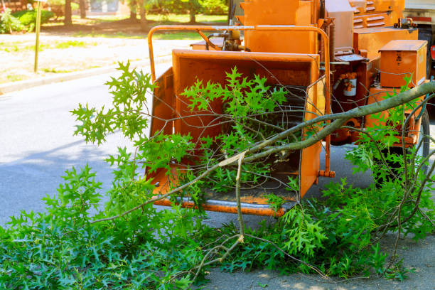 Tree Health Inspection in New Brockton, AL